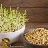 Germinado de alfalfa orgánico (1 domo)